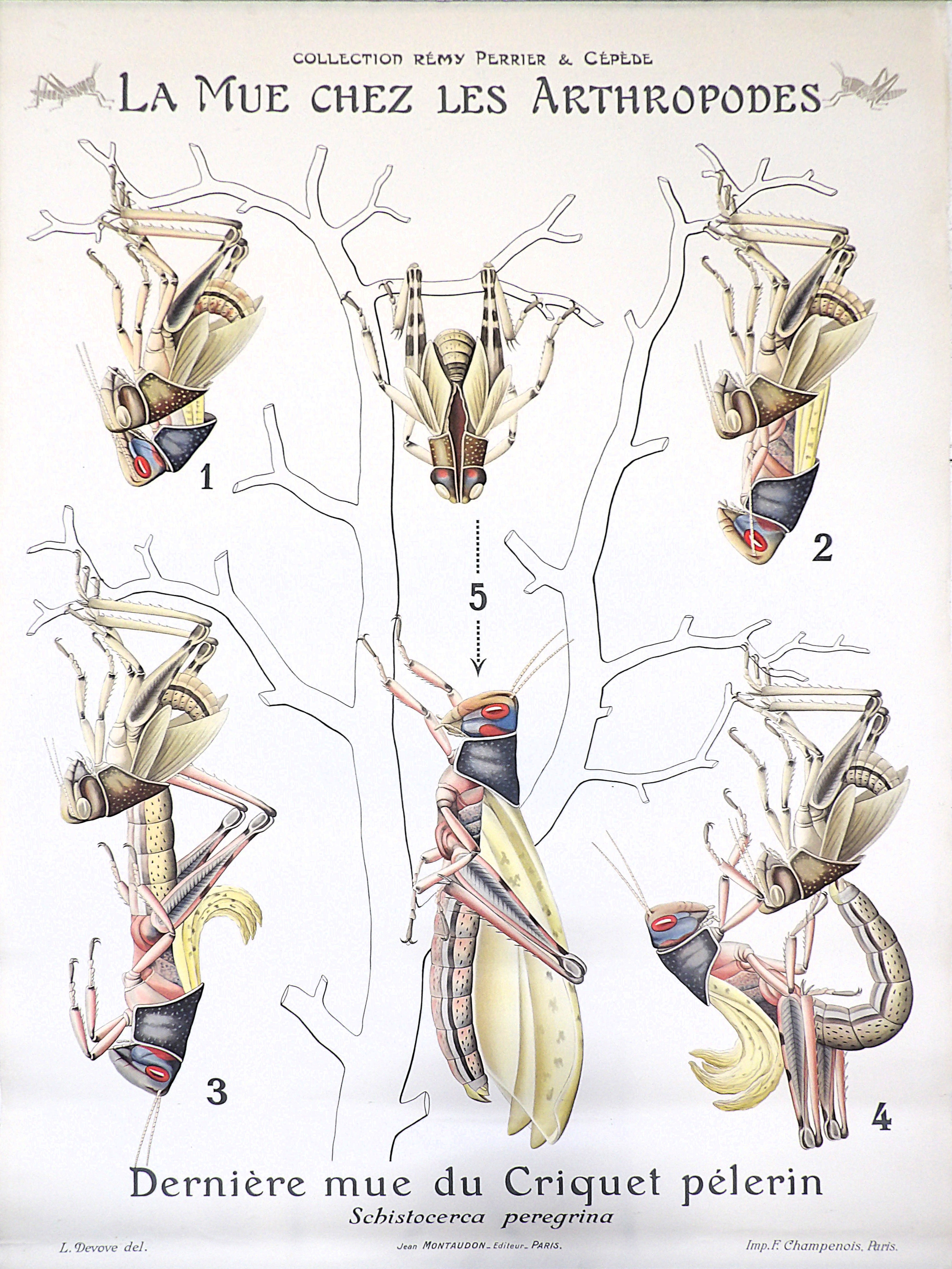 ORIGINAL COLOR LITHOGRAPH. [NATURAL HISTORY – CABINET OF CURIOSITIES – ENTOMOLOGY – EDUCATION – PERRIER & CÉPÈDE COLLECTION]
