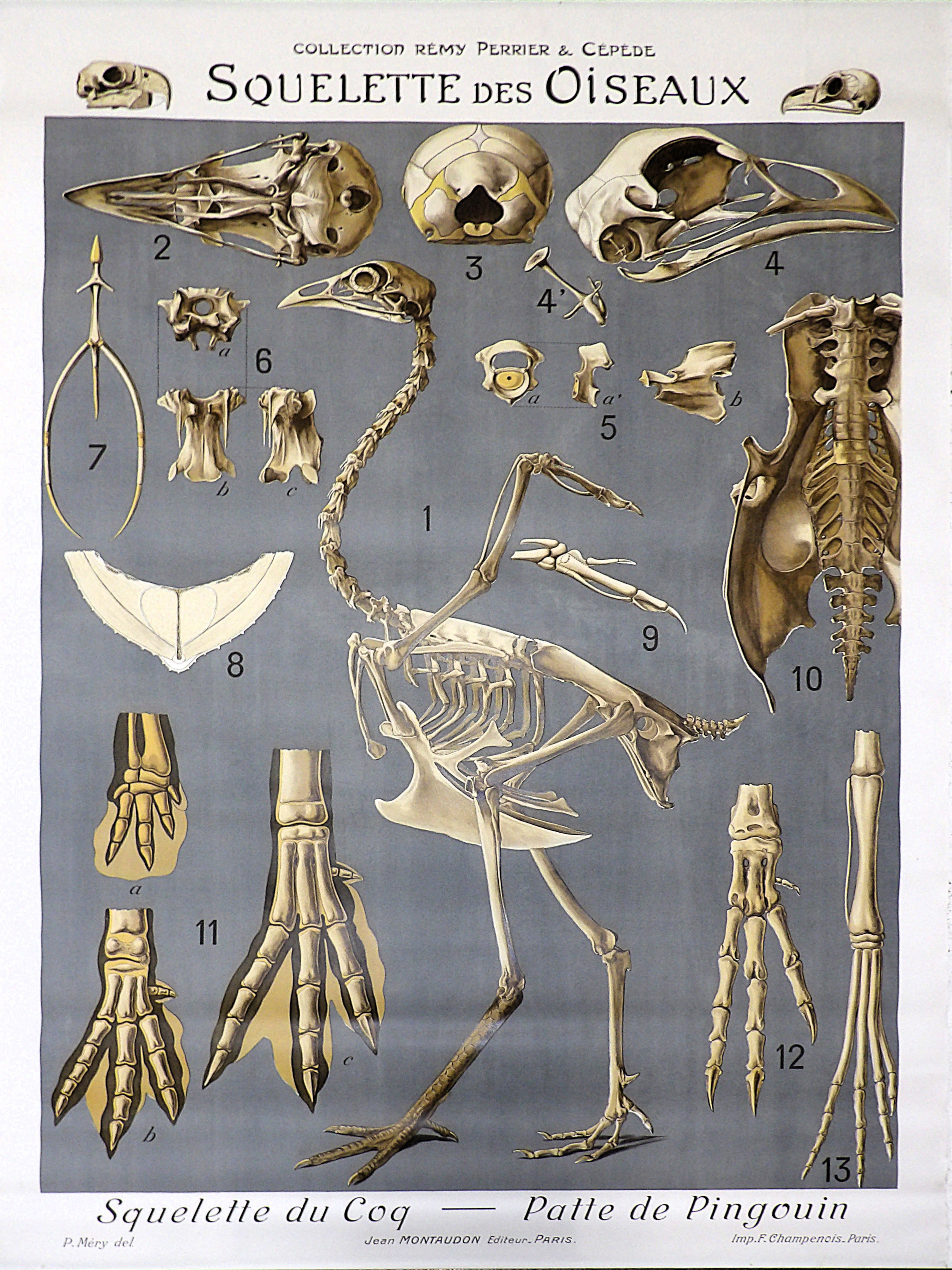 ORIGINAL COLOR LITHOGRAPH. [NATURAL HISTORY – CABINET OF CURIOSITIES – ANATOMY – ZOOLOGY – ORNITHOLOGY – EDUCATION – PERRIER & CÉPÈDE COLLECTION]